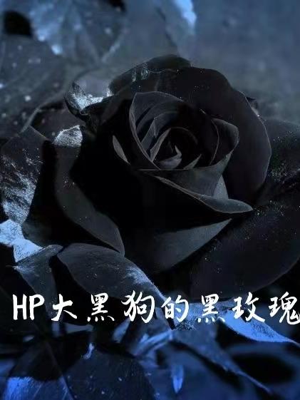 HP大黑狗的黑玫瑰小说阅读